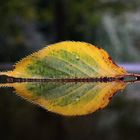 Der Herbst als Künstler