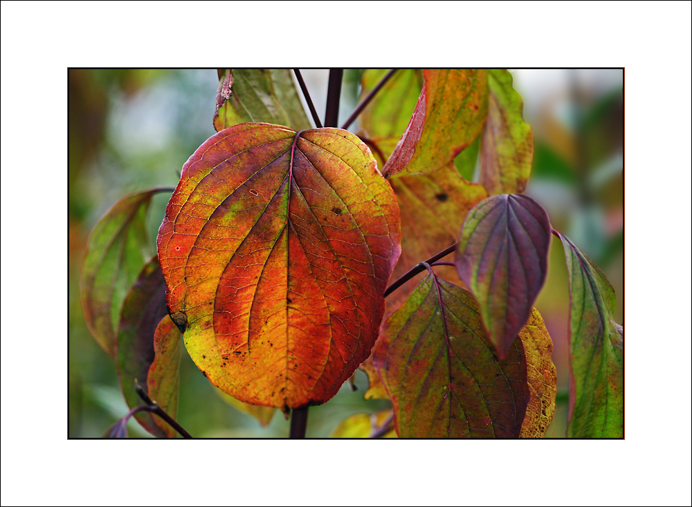 Der Herbst als Maler 2