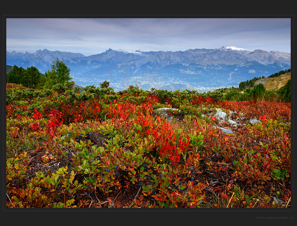 Der Herbst als Maler