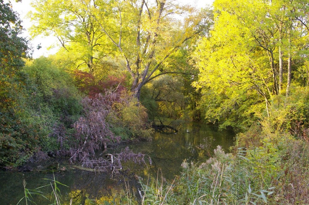 Der Herbst / Alte Leine Laatzen