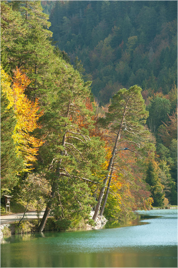 Der Herbst Am Alatsee