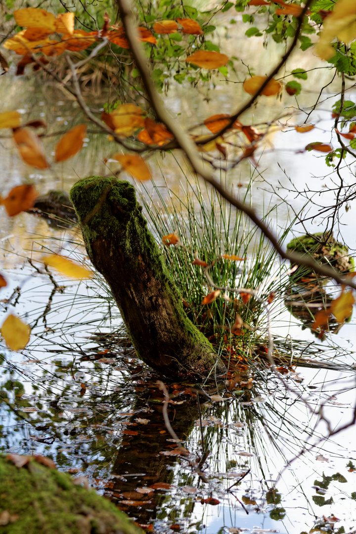 Der Herbst am Aprather Teich