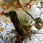 Der Herbst am Aprather Teich