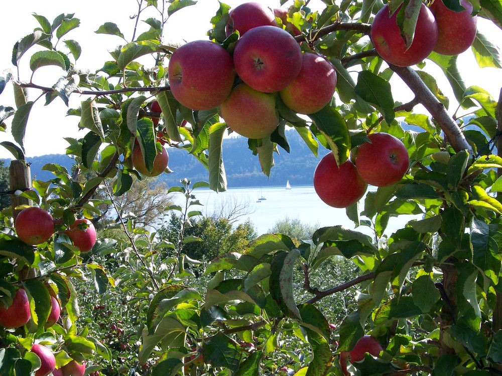 Der Herbst am Bodensee!!