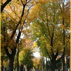 Der Herbst am Friedhof