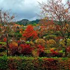 Der Herbst am Kurparkweiher ...