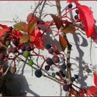 Der Herbst an der Wand