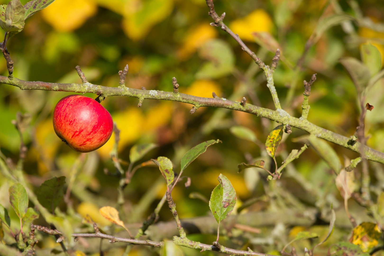 Der Herbst Apfel