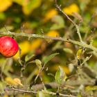 Der Herbst Apfel