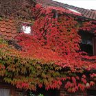 Der Herbst - auch dieses Jahr einfach schön bunt...