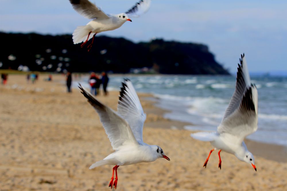 Der Herbst auf der Insel Rügen 2