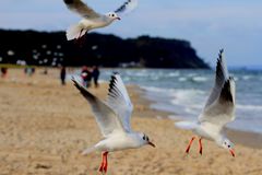 Der Herbst auf der Insel Rügen 2