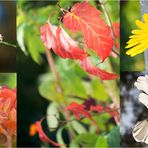 der Herbst auf meinem Balkon