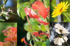 der Herbst auf meinem Balkon