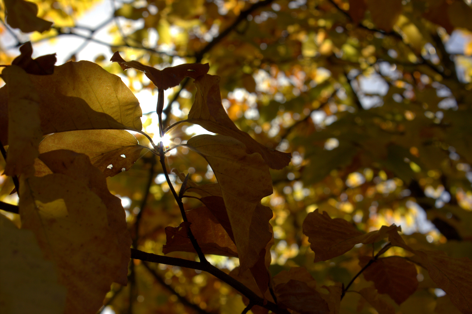 Der Herbst