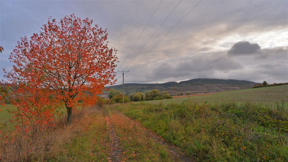 der Herbst beginnt, 2 (el otoño empieza, 2)