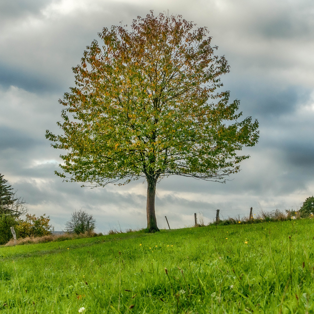 Der Herbst beginnt