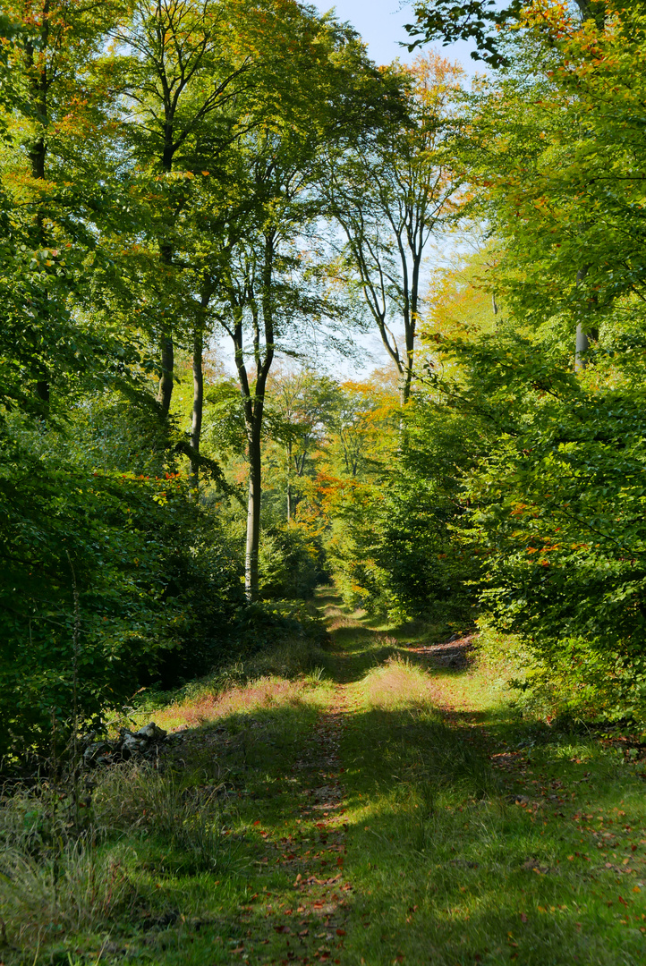 Der Herbst beginnt