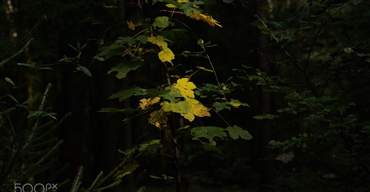 Der Herbst beginnt