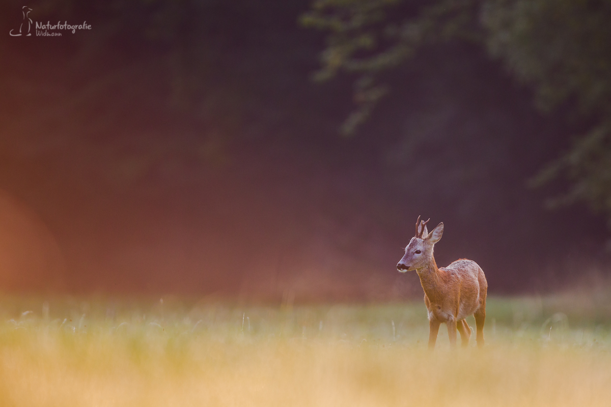 Der Herbst beginnt