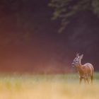 Der Herbst beginnt