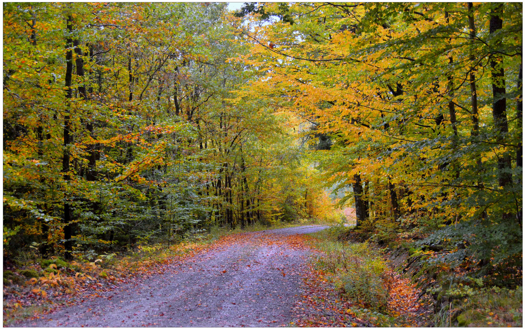 Der Herbst beginnt (el otoño empieza)