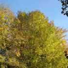 der Herbst beginnt