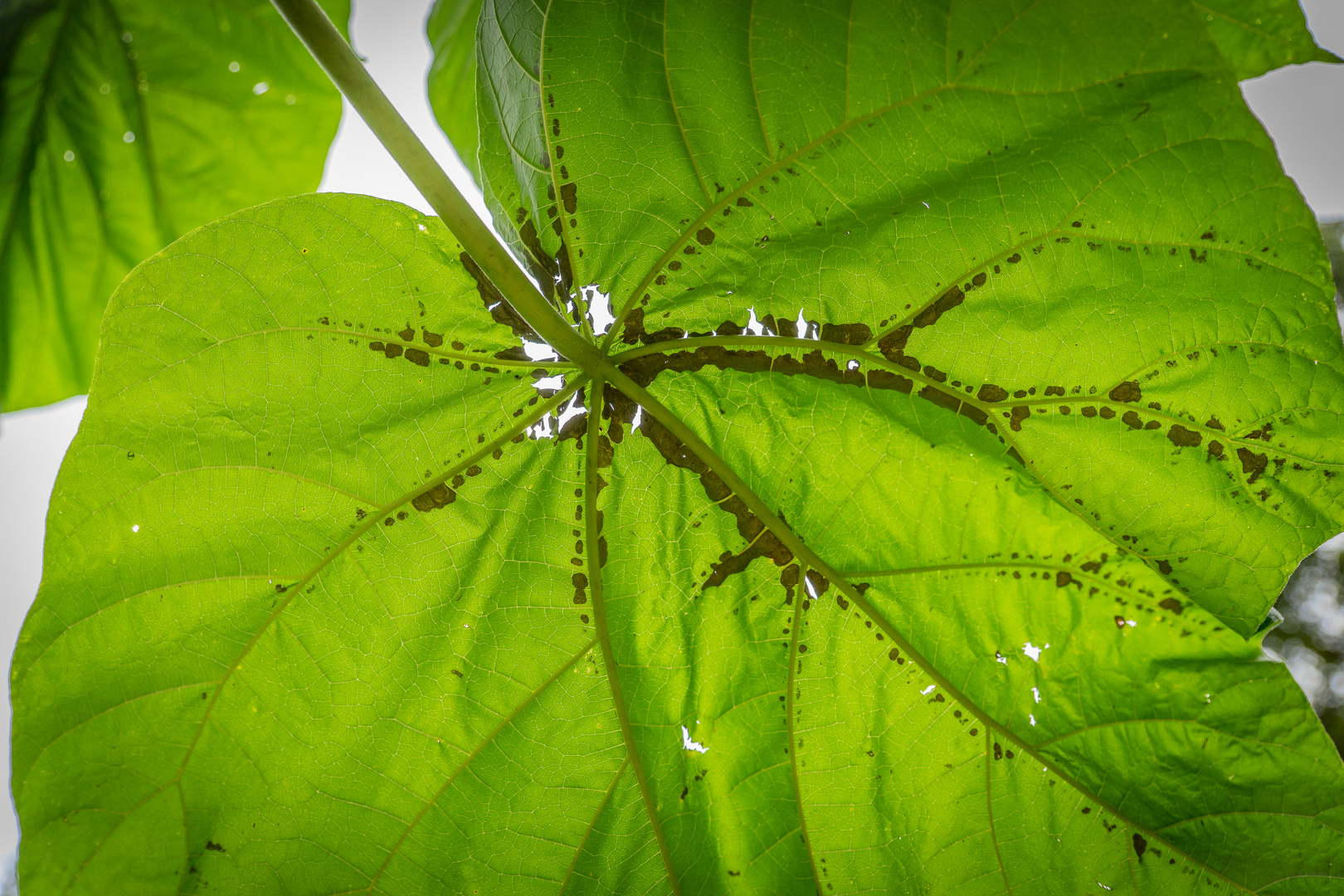 der Herbst beginnt im Detail - Berggarten/Hannover