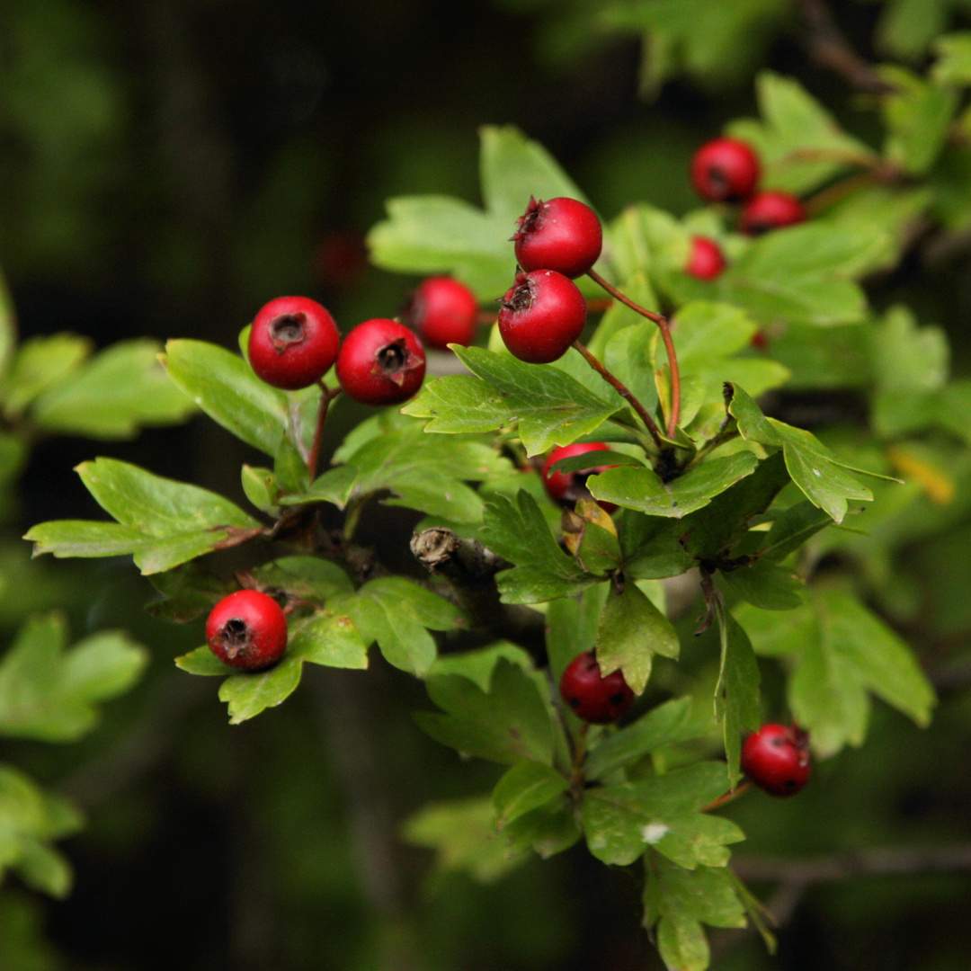 Der Herbst beginnt so langsam