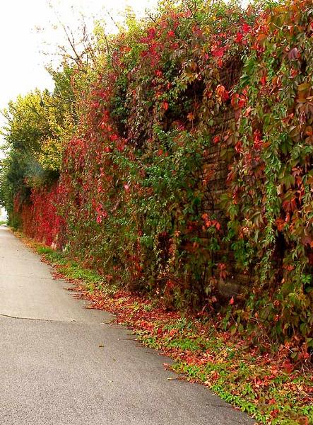 Der Herbst besiegt den Sommer II