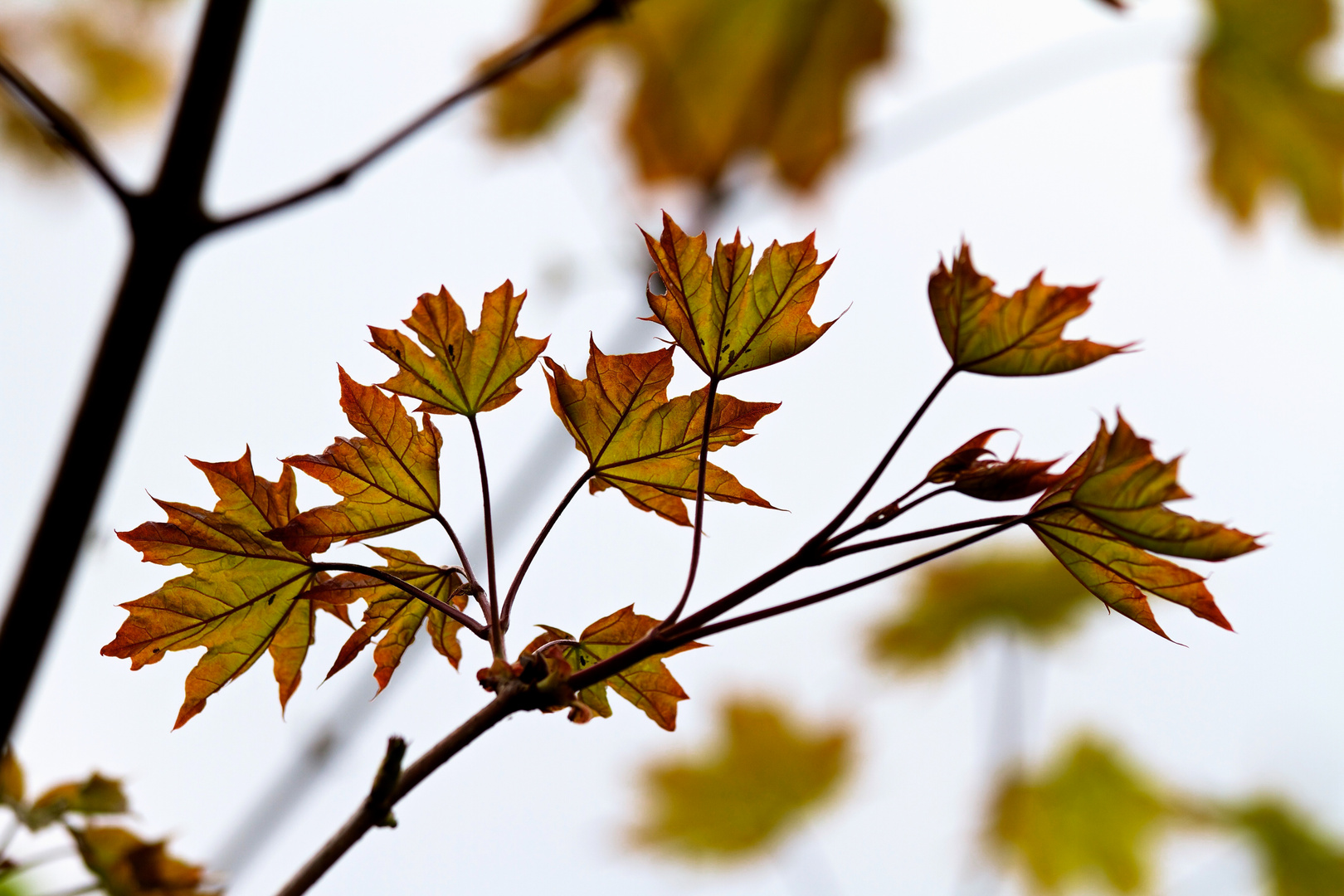 Der Herbst....