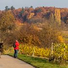 der Herbst bietet tolle Fotomotive