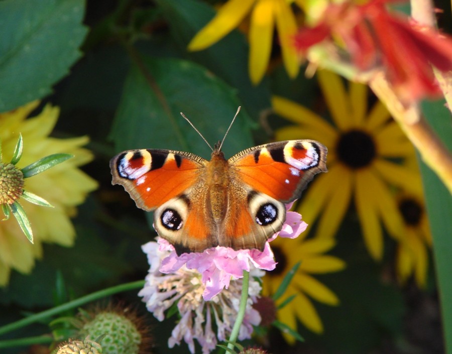 Der Herbst bleibt bunt