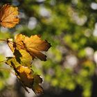 der Herbst blüht auf