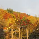 Der Herbst brandet über den Hechenberg