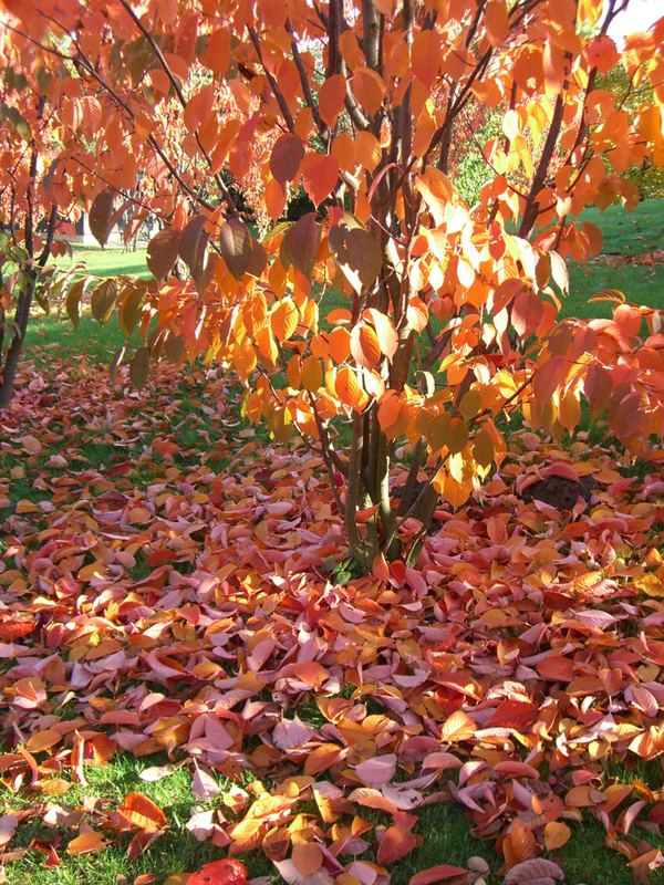 Der Herbst brennt