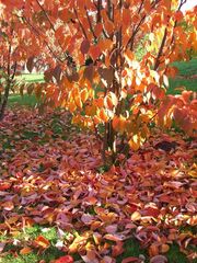 Der Herbst brennt