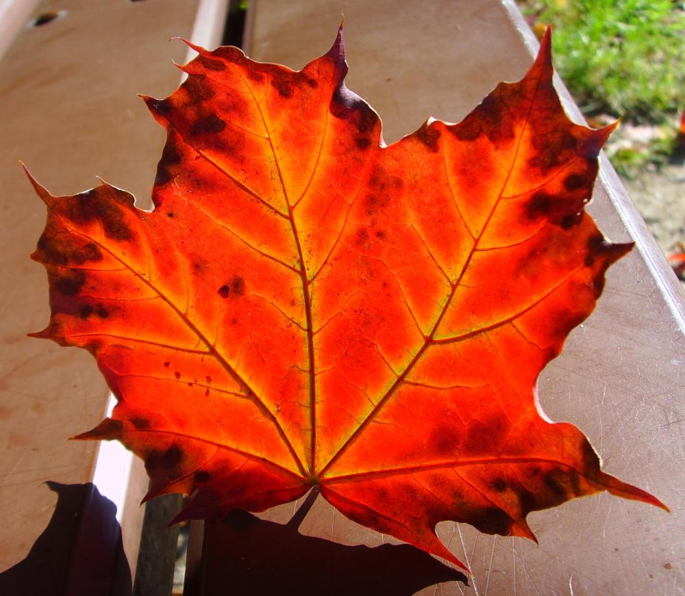 der Herbst brennt