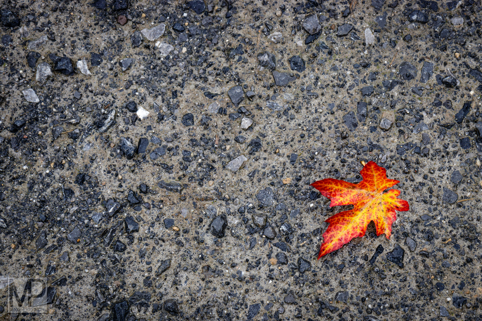 Der Herbst bringt Farbe in den grauen Alltag