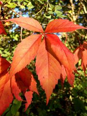 der Herbst