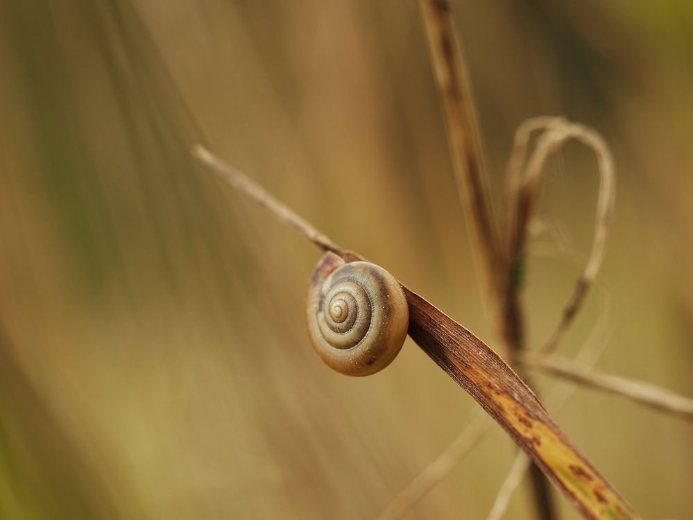 Der Herbst.....