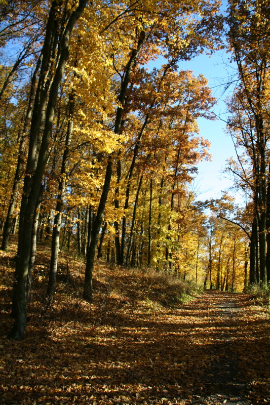 Der Herbst