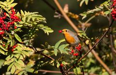 Der Herbst deckt den Tisch (1)