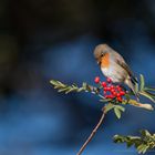 Der Herbst deckt den Tisch (2)