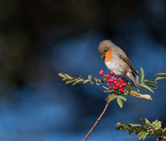 Der Herbst deckt den Tisch (2)