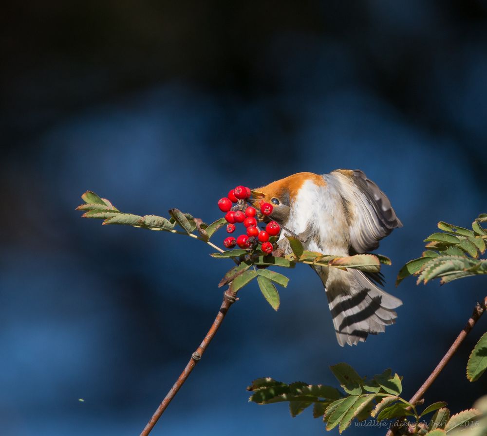 Der Herbst deckt den Tisch (4)