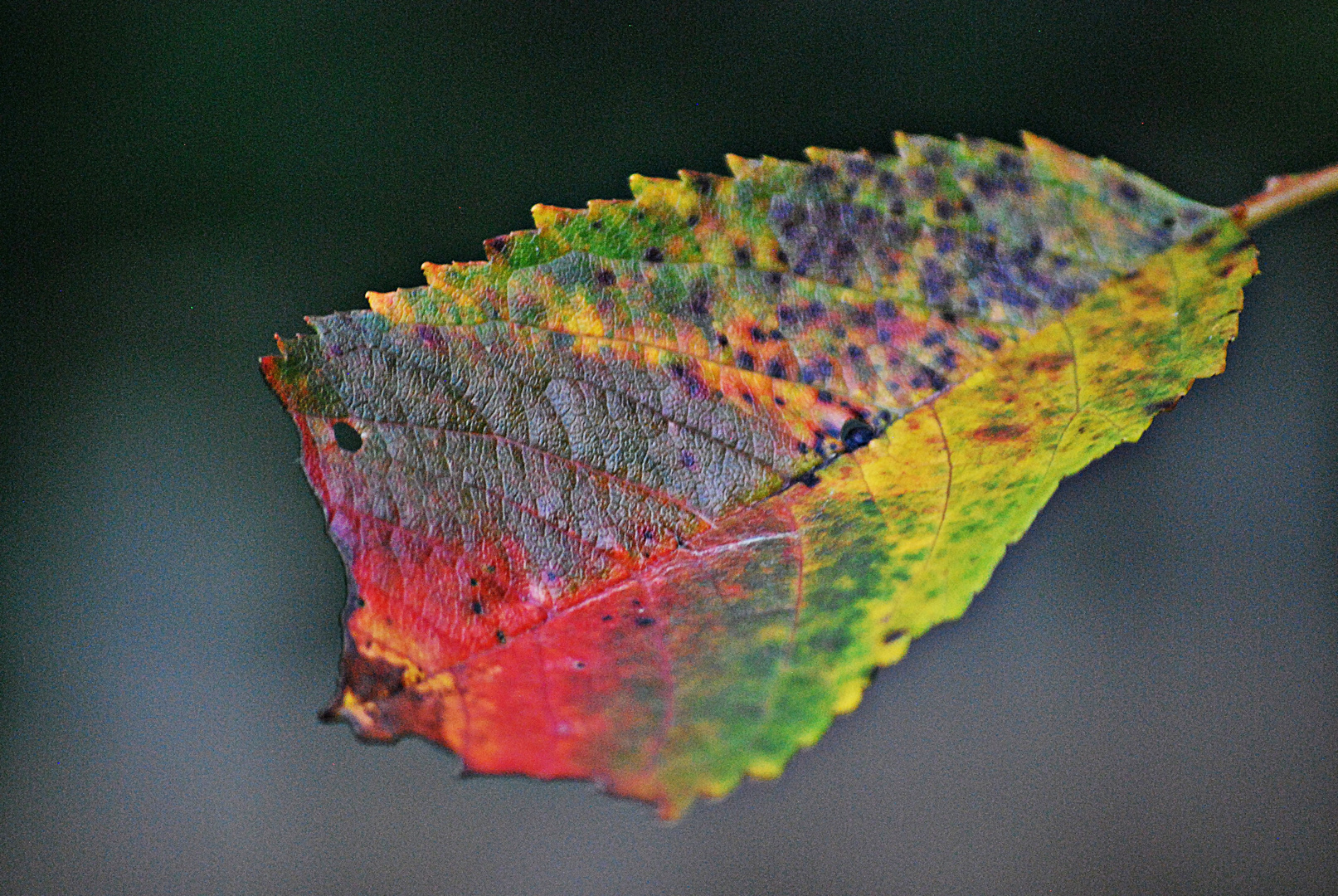 Der Herbst, den ich liebe ...