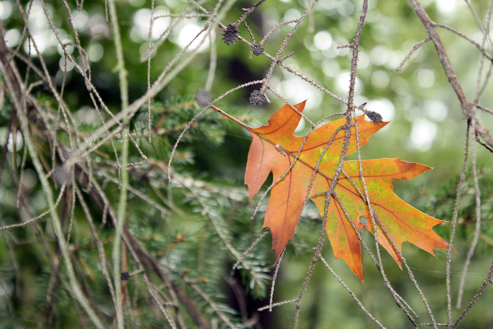 Der Herbst, der Herbst, der Herbst ist da...