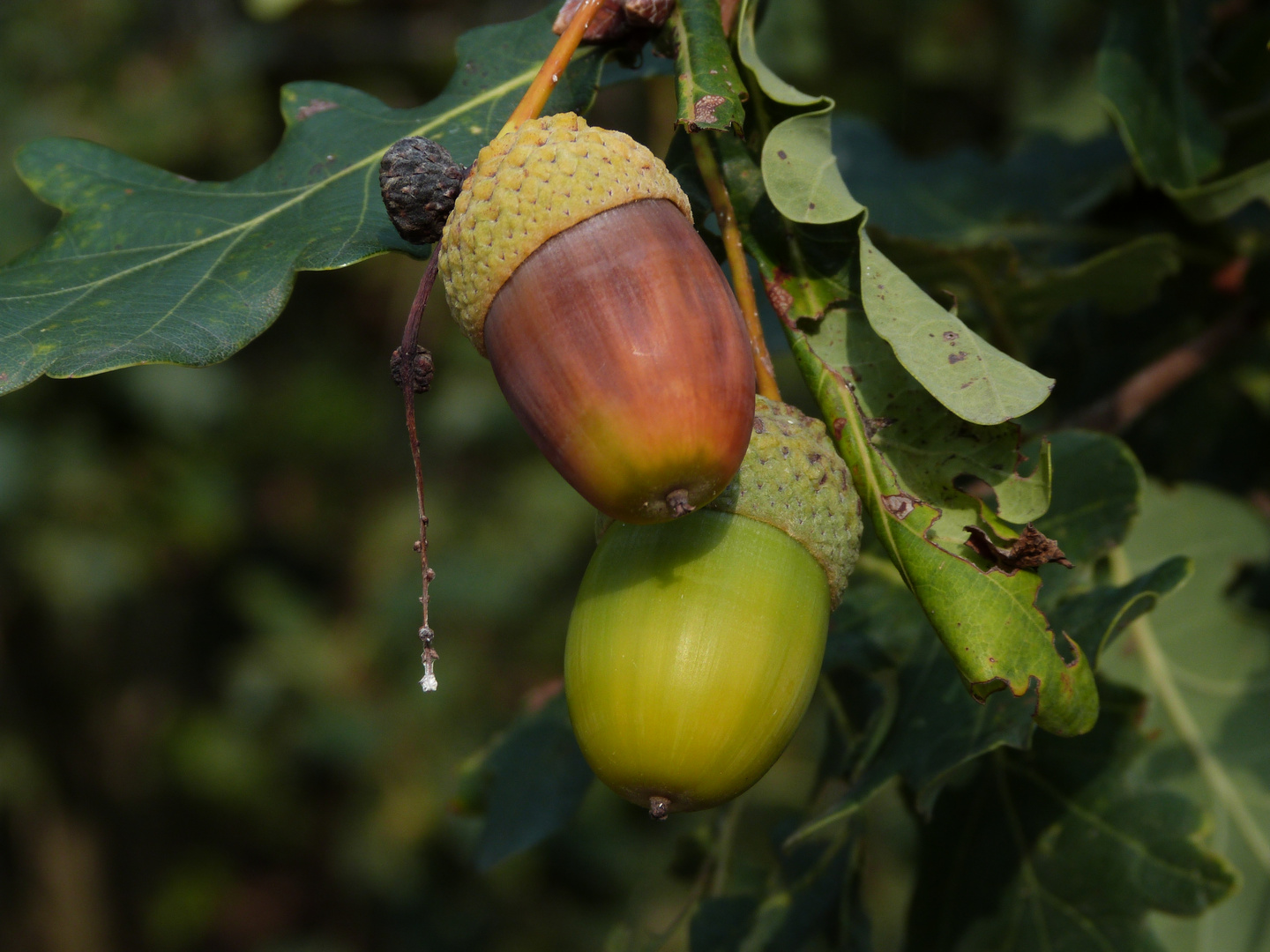 Der Herbst, der Herbst ist da