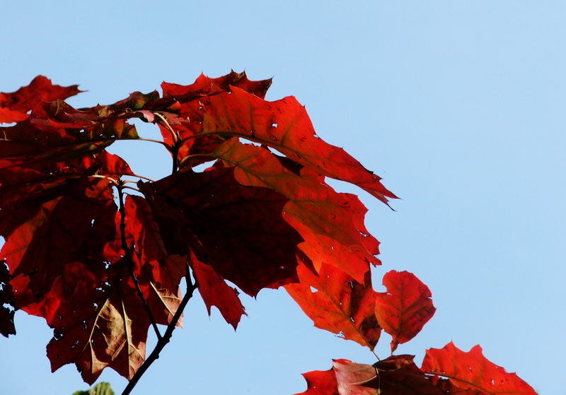 der herbst der malt die blätter an